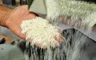  واردات برنج در فصل برداشت ممنوع است