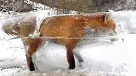  لحظه باورنکردنی زنده شدن یک روباه یخ‌زده؛ معجزه مقابل دوربین‌ها+ویدئو