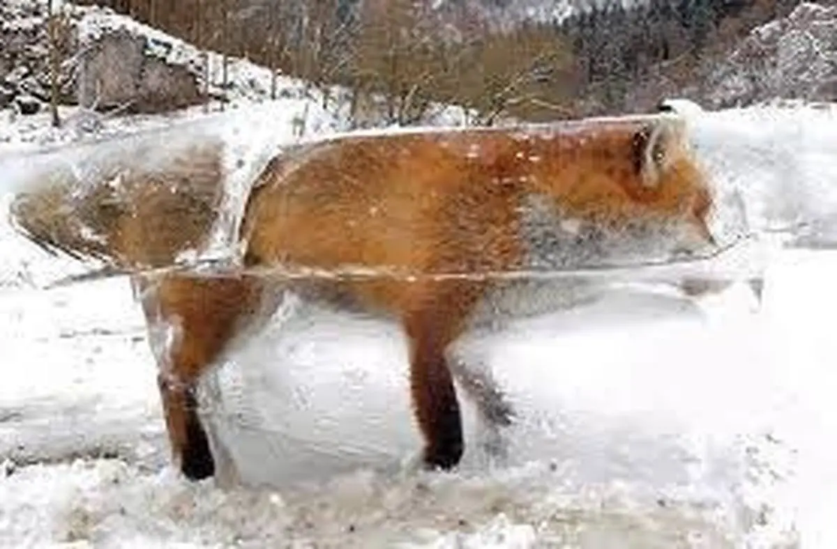  لحظه باورنکردنی زنده شدن یک روباه یخ‌زده؛ معجزه مقابل دوربین‌ها+ویدئو
