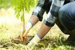 کاشت نهال به جای زندان | یک قاضی برای متهمان قطع درخت در کلاله از مجازات جایگزین استفاده کرد