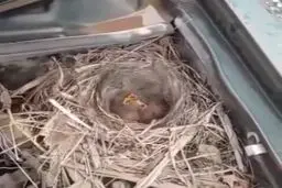اقدام تحسین‌برانگیز راننده لرستانی با دیدن پرنده‌ای که در خودرویش لانه ساخته+ویدئو 
