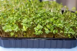 آموزش کامل طرز تهیه سبزه عید با تخم شربتی