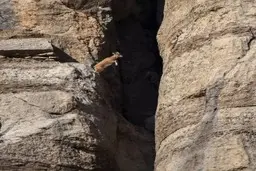 ثبت لحظه ی پرش بز کوهی در زاگرس