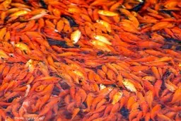حجم زیادی از ماهی ها در حال غذا خوردن تایتون پانوات، تایلند
+ ویدئو

