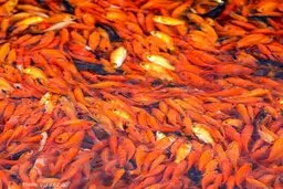 حجم زیادی از ماهی ها در حال غذا خوردن تایتون پانوات، تایلند
+ ویدئو
