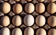 اطلاعاتی درباره  مصرف روزانه تخم مرغ 