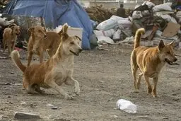 حمله هولناک سگ های ولگرد به پسر اهوازی + تصویر