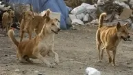 این فیلم حاوی تصاویر دلخراش است | حمله باورنکردنی سگ های ولگرد به یک بچه 