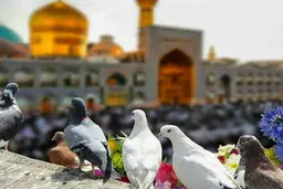 ورود به مشهد ممنوع نیست
