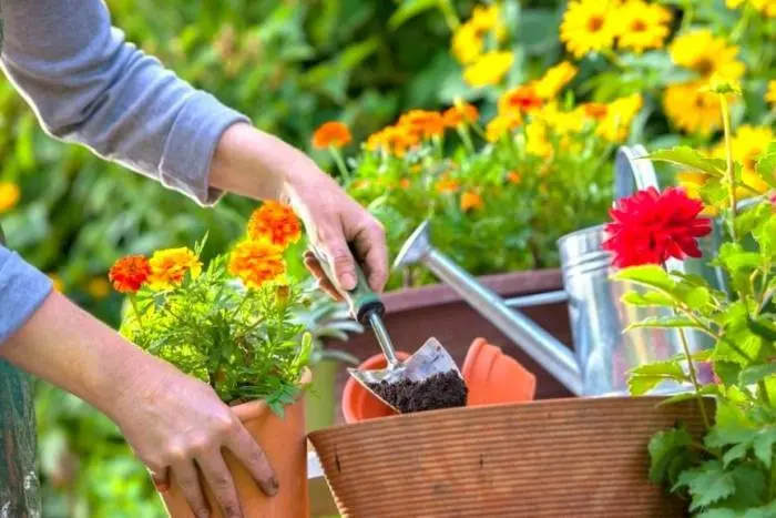 اگه این سه تا گیاه رو خراب کردی دیگه گل و گیاه نخر! | راهنمای خرید گیاهان آپارتمانی +ویدئو