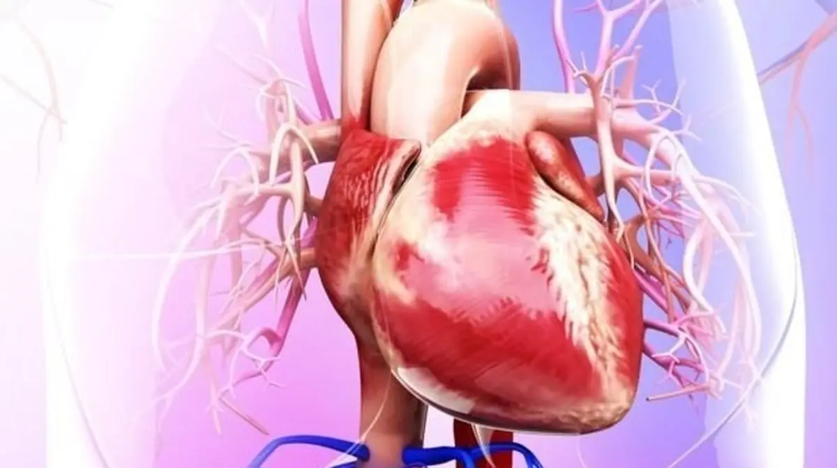 چطور خطر تجمع چربی در اطراف قلب را کاهش دهیم؟