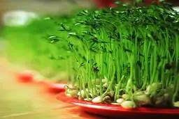  روش کاشت سبزه عید با تخمه کدو +تصاویر