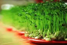  روش کاشت سبزه عید با تخمه کدو +تصاویر