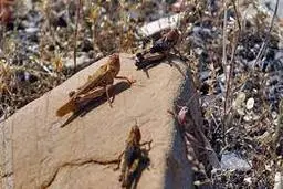 دمای هوا  | ورود موج جدیدی از ملخ‌های مهاجم عراقی  به ایران