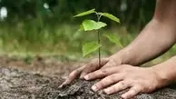 به هرکسی که دوست داری درخت هدیه بده | کاشت نهال برای مقابله با بیابان زایی +ویدئو