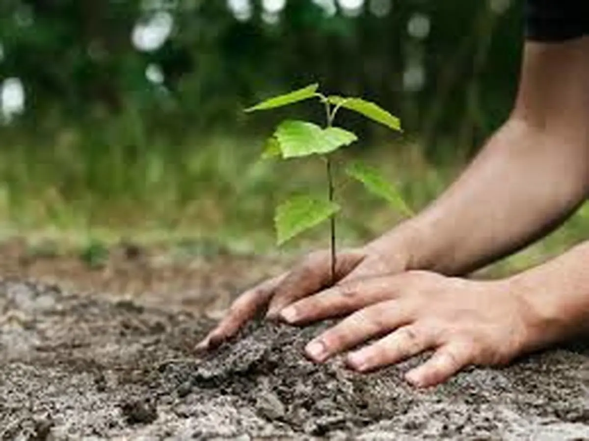 به هرکسی که دوست داری درخت هدیه بده | کاشت نهال برای مقابله با بیابان زایی +ویدئو