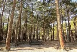 ۴ بوستان جنگلی تهران تا ١۵ اردیبهشت تعطیل است