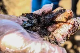 
مرگ پاشی در شنزارهای خوزستان با هماهنگی محیط زیست