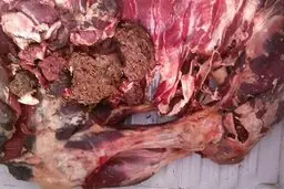  ۲۳۶ کیلوگرم گوشت فاسد در رودبار کشف شد.