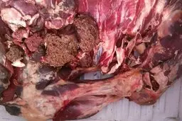  ۲۳۶ کیلوگرم گوشت فاسد در رودبار کشف شد.