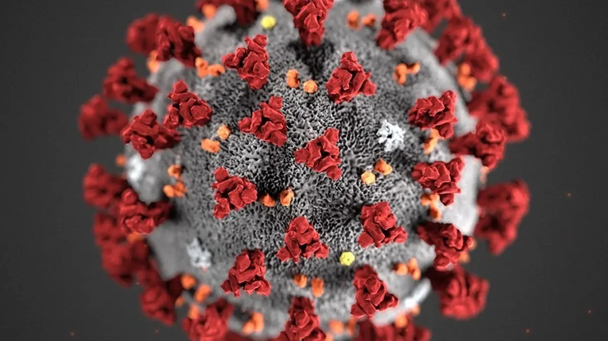 ویروس کرونا ظاهرا ترکیبی از دو نوع ویروس مختلف است