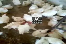 بیماری ترسناک در برخی مرغداری های ارومیه + ویدئو