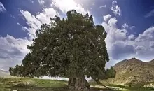 کهنسال‌ترین درخت ایران ثبت ملی شد