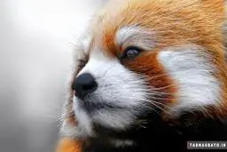 تا به حال پاندای قرمز دیده بودید؟!+ویدئو 