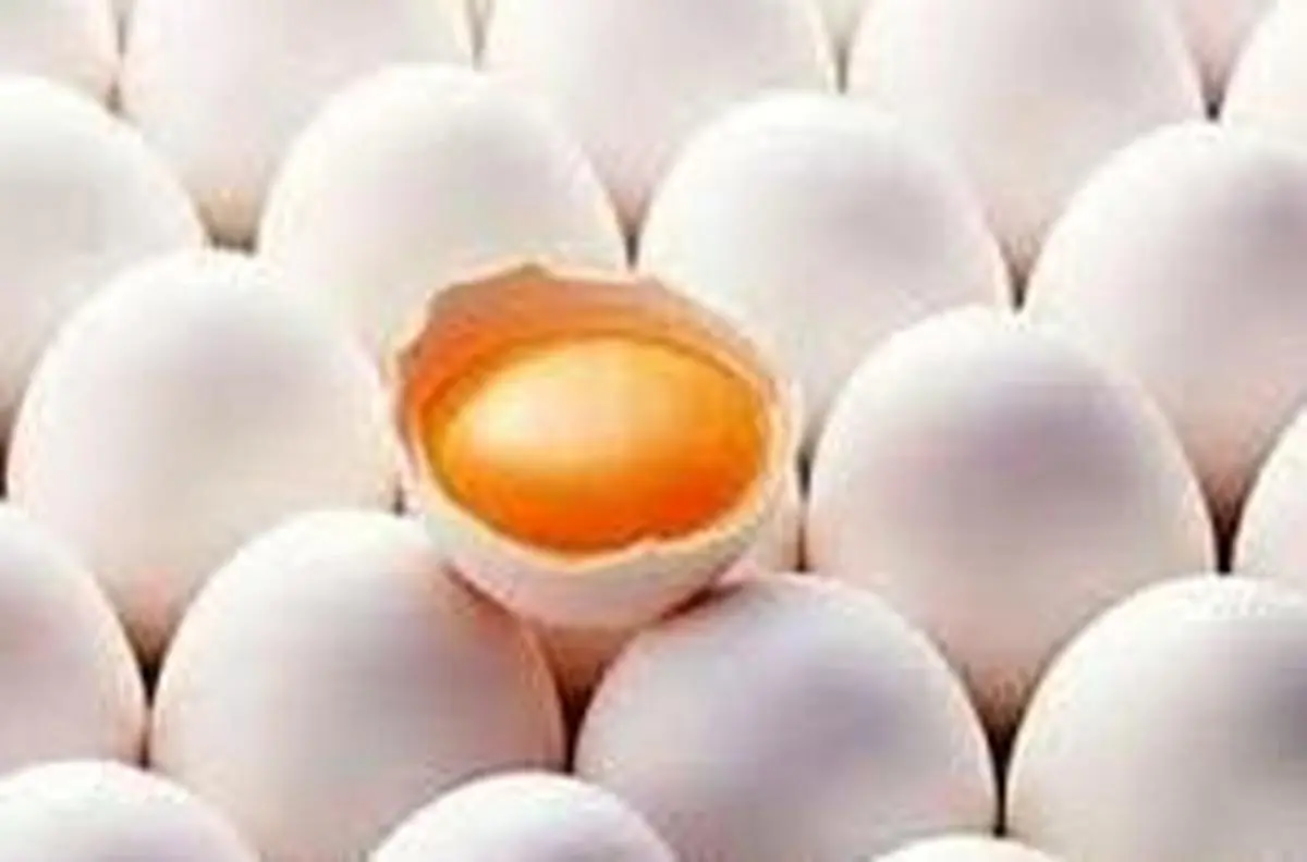 قیمت تخم‌مرغ باز هم افزایش می یابد؟