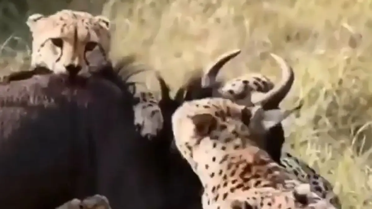 ترفند یوزپلنگ‌ها برای شکار حیوانات بزرگ + ویدئو