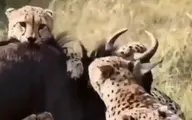 ترفند یوزپلنگ‌ها برای شکار حیوانات بزرگ + ویدئو