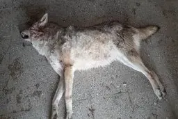 تنها گرگ سینمایی ایران تلف شد