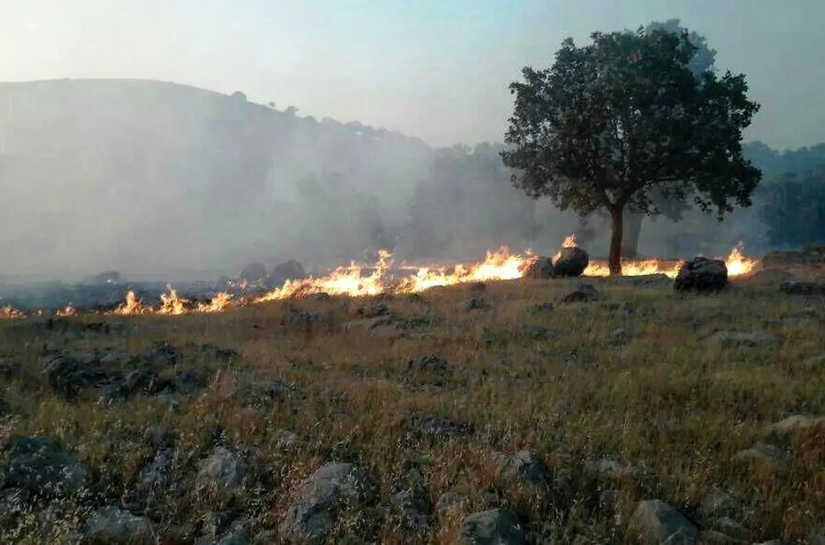خطری جدی‌تر از آتشی که به جان جنگل‌ها افتاده 