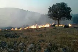 خطری جدی‌تر از آتشی که به جان جنگل‌ها افتاده 