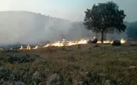 خطری جدی‌تر از آتشی که به جان جنگل‌ها افتاده 