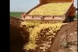 پشت پرده زنده به گور کردن جوجه در اردبیل + ویدیو