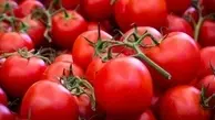قیمت گوجه فرنگی به 26 هزار تومان رسید | این قیمت تا پایان اردیبهشت پایدار است!