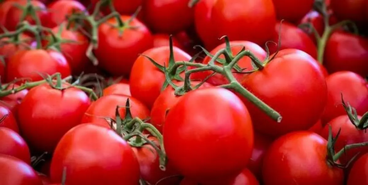 قیمت گوجه فرنگی به 26 هزار تومان رسید | این قیمت تا پایان اردیبهشت پایدار است!