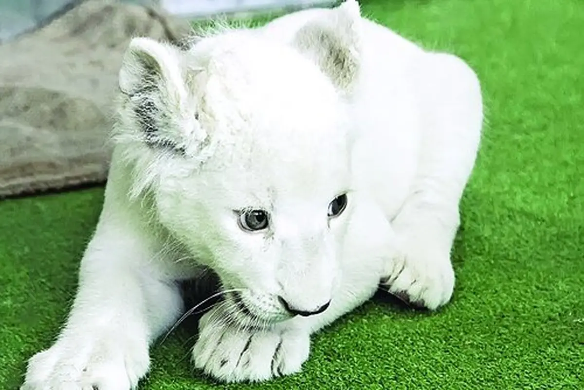 باغ‌ وحش  | سومین توله شیر سفید هویزه هم جان باخت