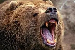 مصدوم شدن پیرمرد روستایی به علت حمله خرس