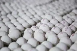 قیمت هر شانه تخم مرغ ۳۰ هزار تومان کاهش یافت
