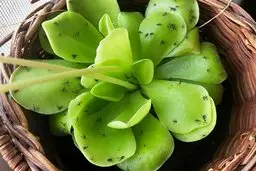 از شر پشه ریز گلدون اینطوری خلاص شو! | راه های خلاصی از پشه ریزه گلدان +ویدئو