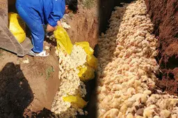 داستان معدوم‌سازی جوجه‌ها چه بود؟
