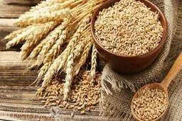 رکوردشکنی قیمت گندم در بازار جهانی 