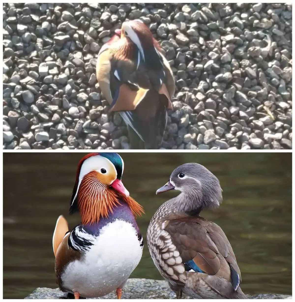 تهران میزبان پرندگان مهاجر