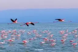 میانکاله؛ بهشتی برای پرندگان با ثبت جهانی در انتظار حفاظت +ویدئو
