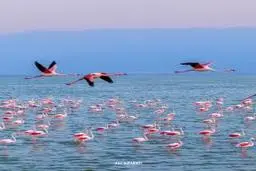 میانکاله؛ بهشتی برای پرندگان با ثبت جهانی در انتظار حفاظت +ویدئو