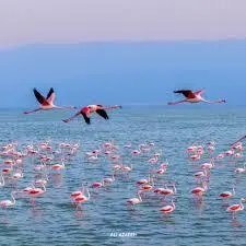 میانکاله؛ بهشتی برای پرندگان با ثبت جهانی در انتظار حفاظت +ویدئو