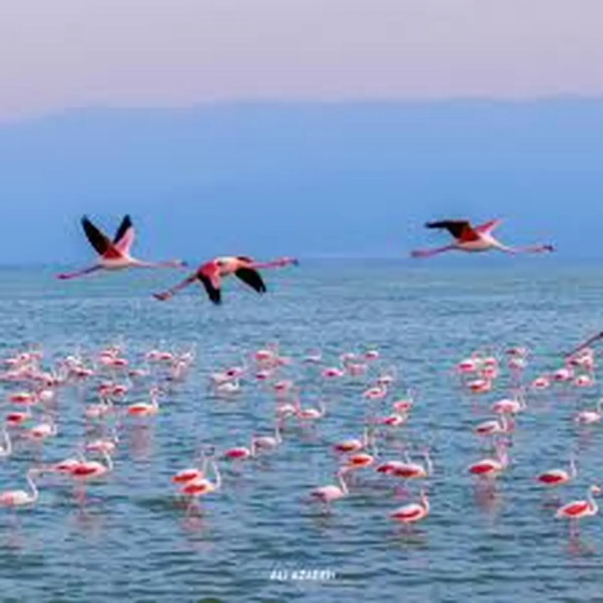 میانکاله؛ بهشتی برای پرندگان با ثبت جهانی در انتظار حفاظت +ویدئو