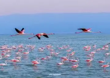 میانکاله؛ بهشتی برای پرندگان با ثبت جهانی در انتظار حفاظت +ویدئو